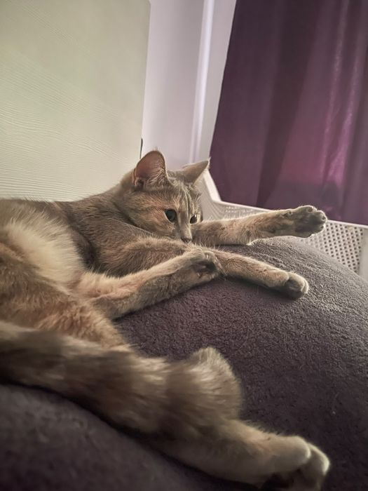 Кошка, кастрированная, привитая