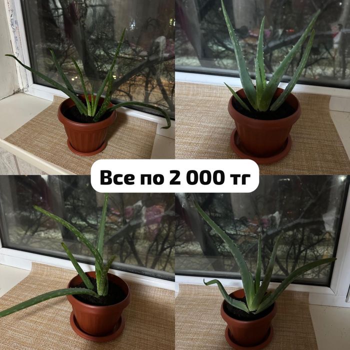 Алоэ вера продам комнатные цветы