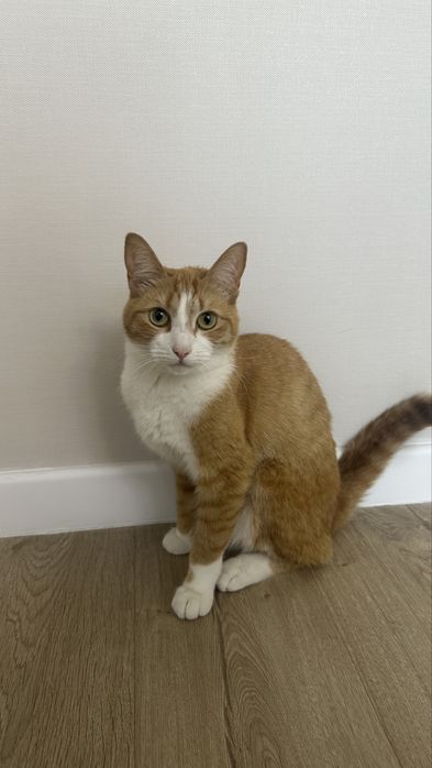 Отдадим в хорошие руки