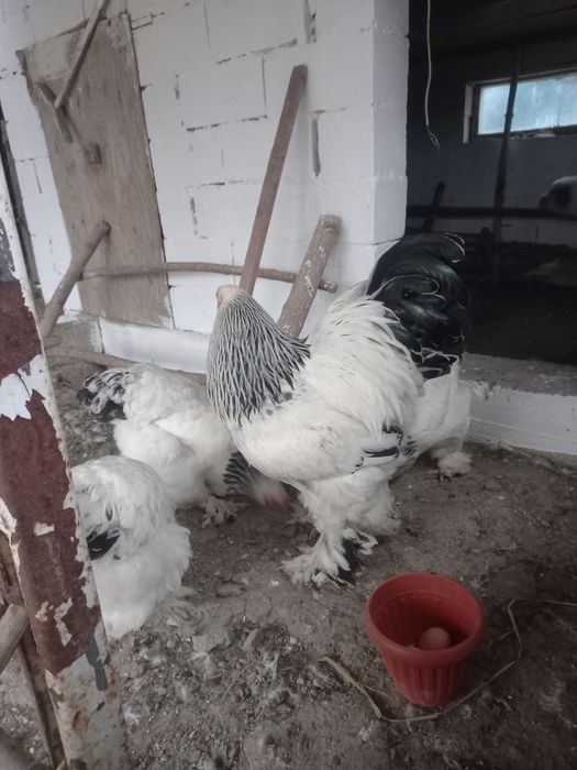 Продам яйца брама светлая