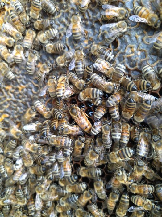 Regine 45 lei matca împerecheată Buckfast VSH carnica carpatină