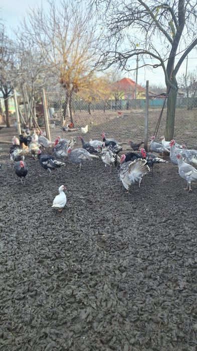 Vand curci,curcani si gaste romanesti