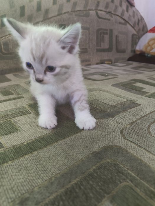 Котята в хорошие руки!