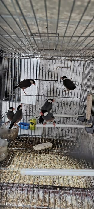 Рисовая амадина природныйлар сотилади