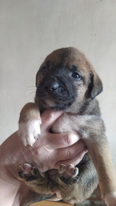 Отдам щенят  в добрые руки