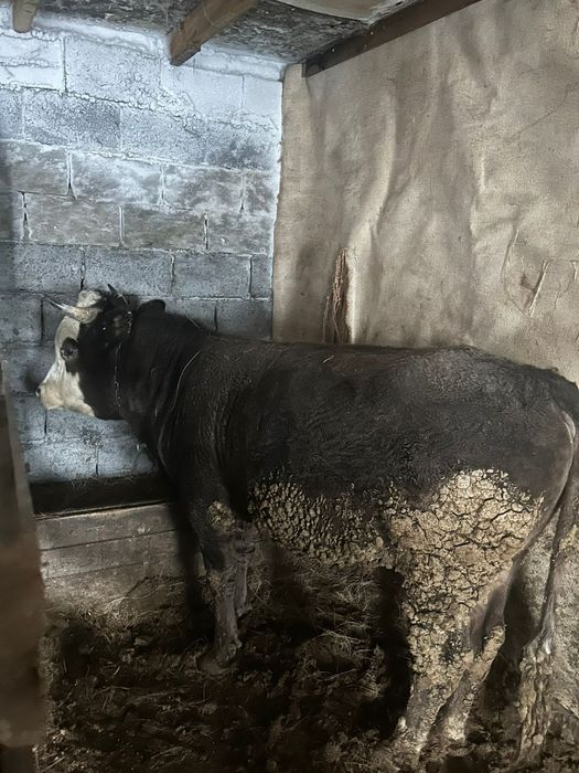 Продам      бычков