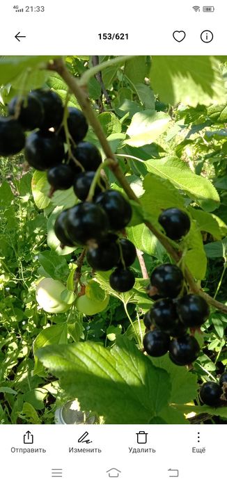 Саженцы чёрной смородины и малины