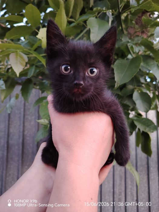 Отдам милых котят
