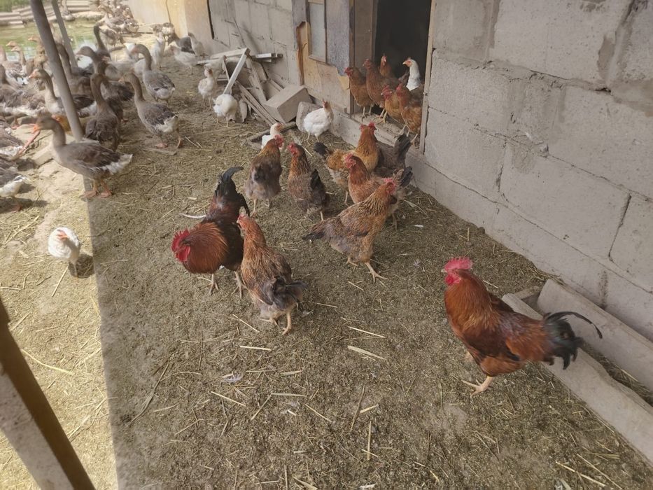 Продам курей срочно
