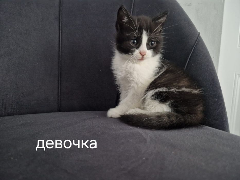 Отдам котят срочно