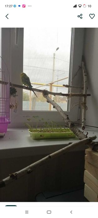 Стенды для попугаев