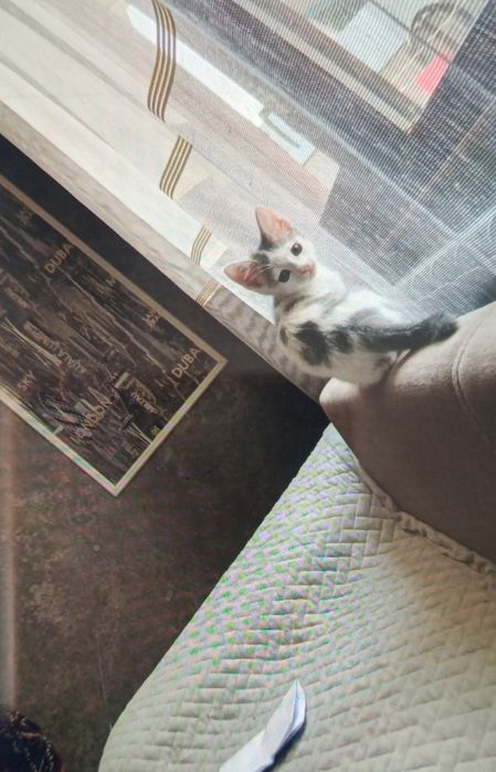 Отдам котенка бесплатно