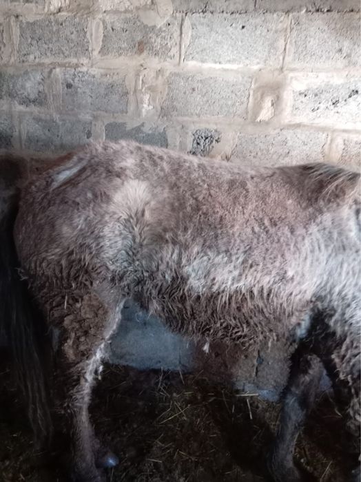 Байтал откормммм