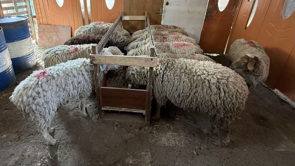 Қой тақты қошқар.