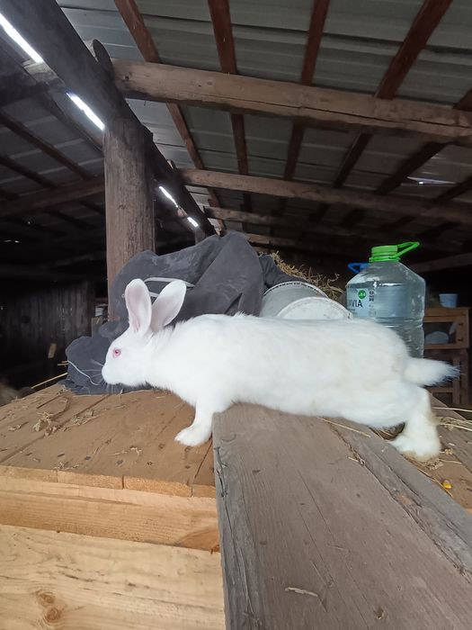 Iepuri  Hycole francez