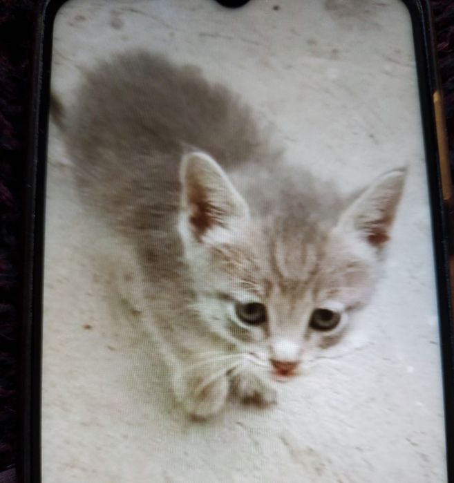 Отдаем котят в добрые руки