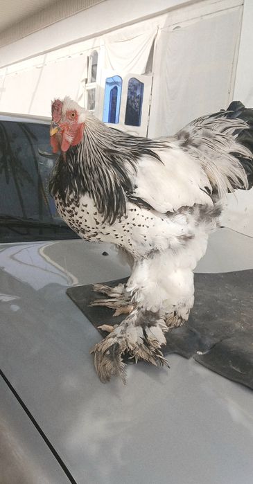 Brama tovuqlar va xuroz sotiladi!!