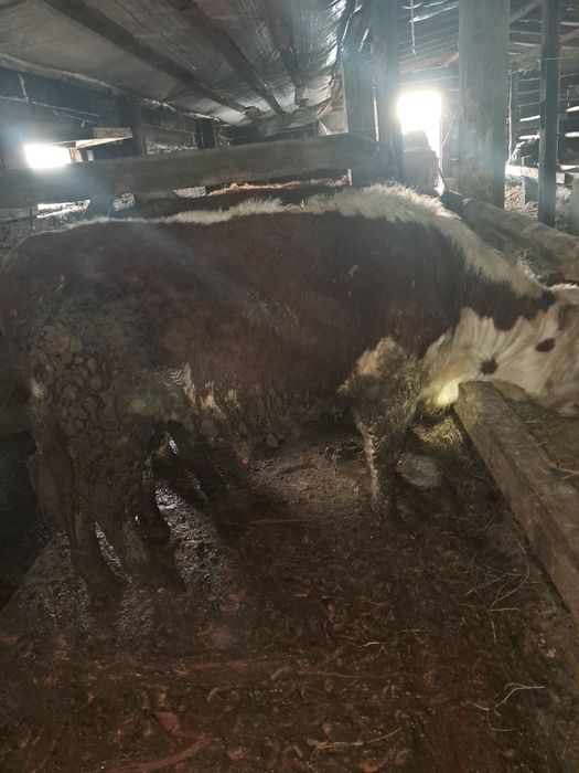 9 бука полтарашка