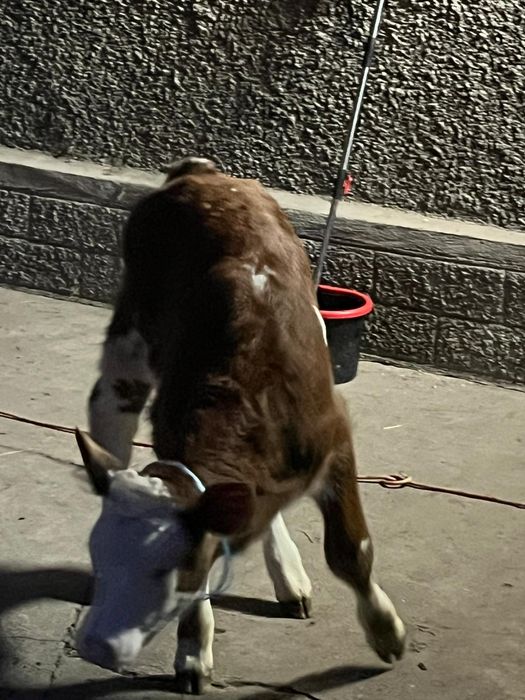 Vând o vitea baltata