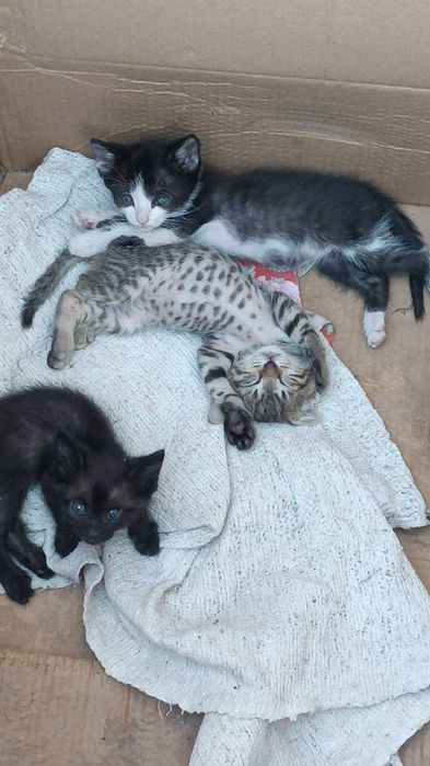 Отдадим котят в добрые руки. Тараз