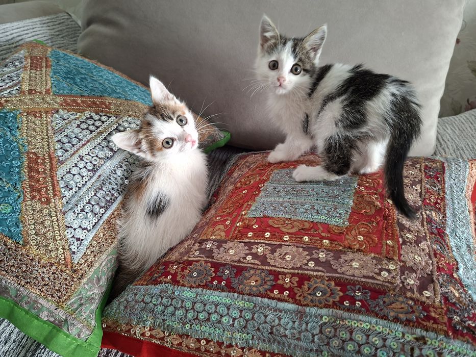 Малышки девочки ок.2 мес.в ответственные семьи