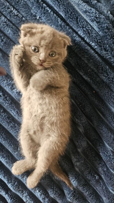 Scottish fold девушка