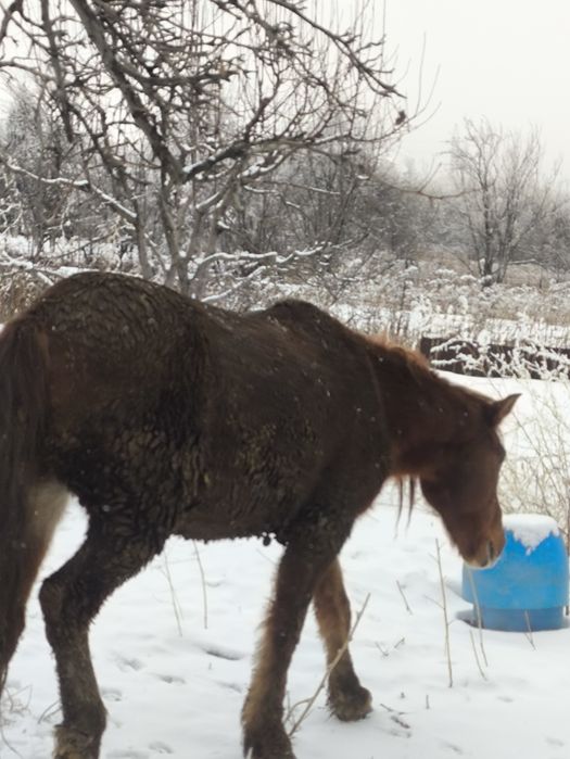Продам коня пять лет