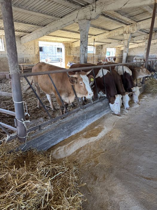 Vitei si vitele pentru export de vanzare