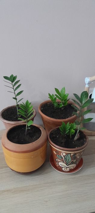 Продам Замиокулькас
