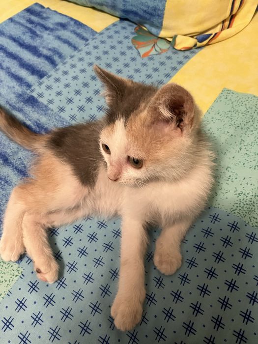 Pisoi spre adoptie ,pisica ,pisicute