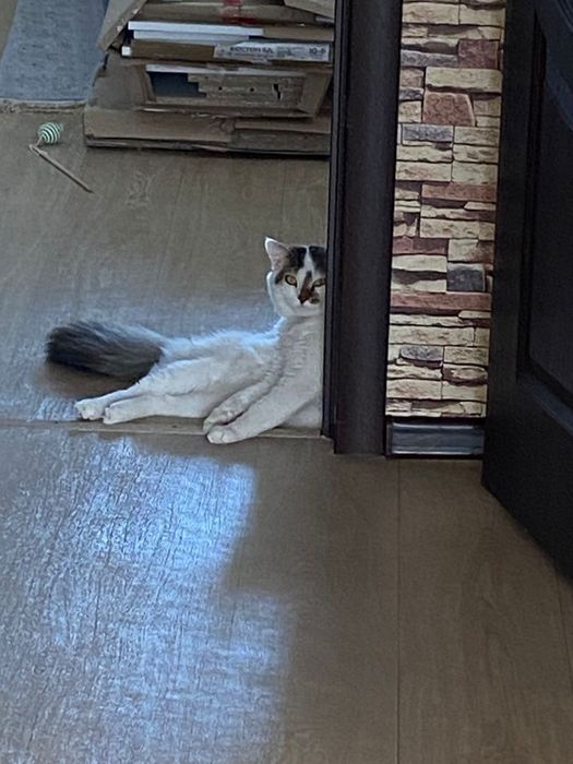 Отдам кота даром