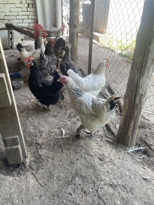 Срочно! Продам домашних кур