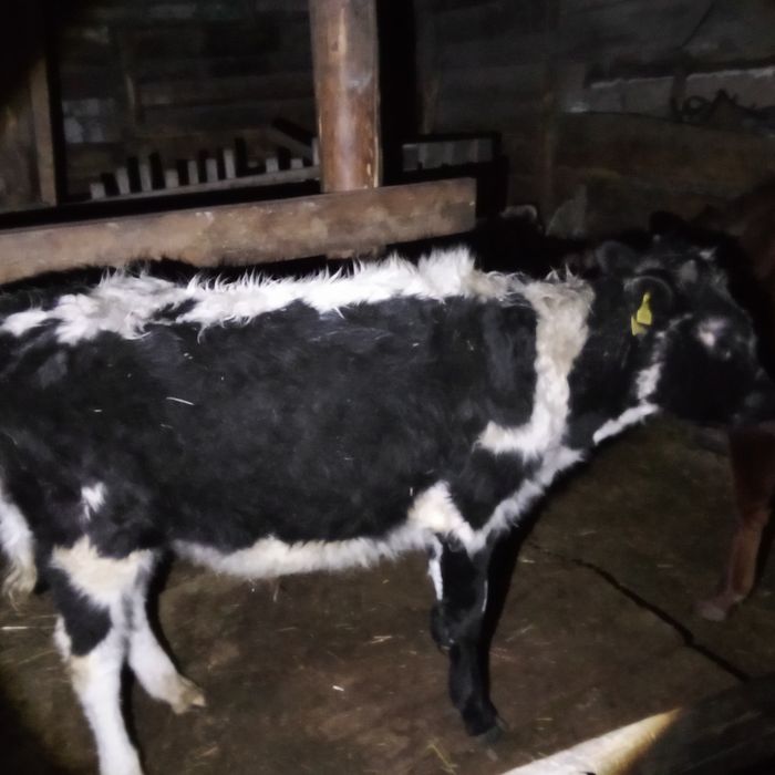 Продам или обмен на эндура