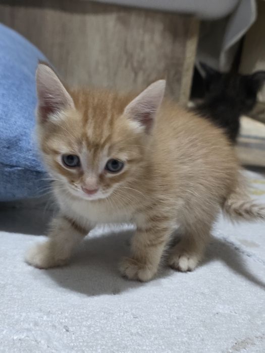 Котята отдам в хорошие руки