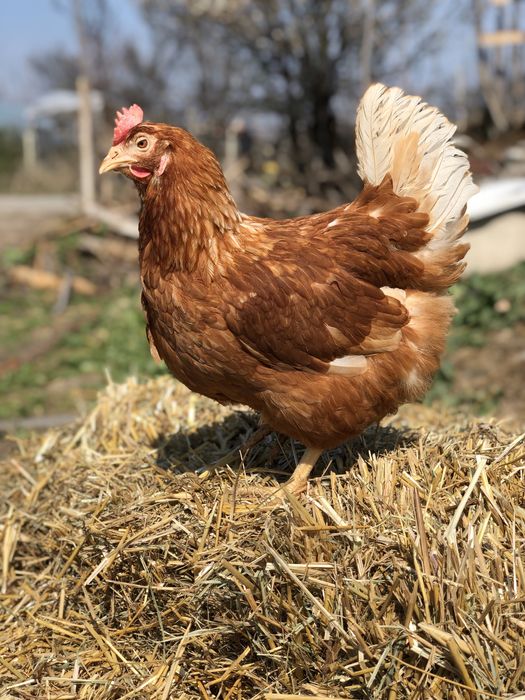 Ярки и Кокошки носачки ломан браун