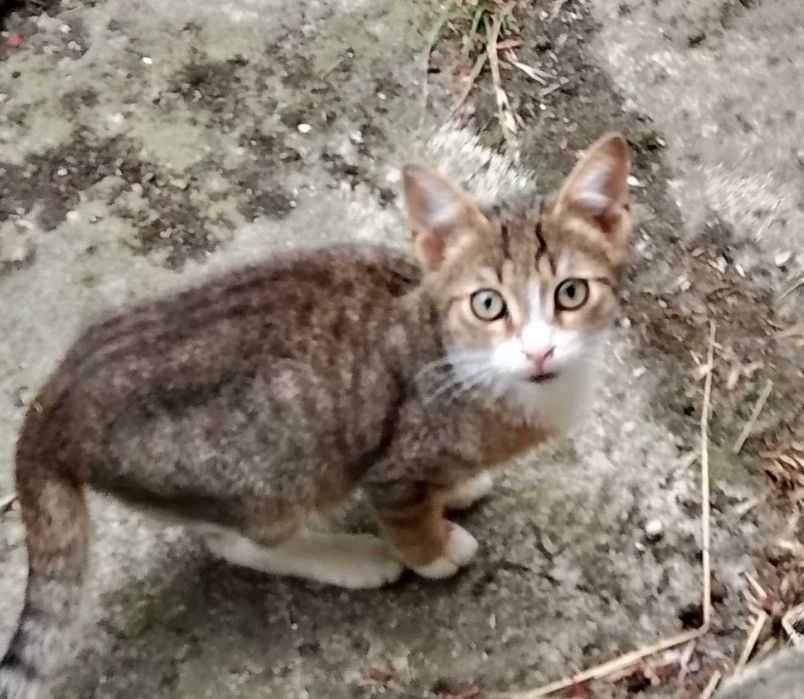 Подарявам котета