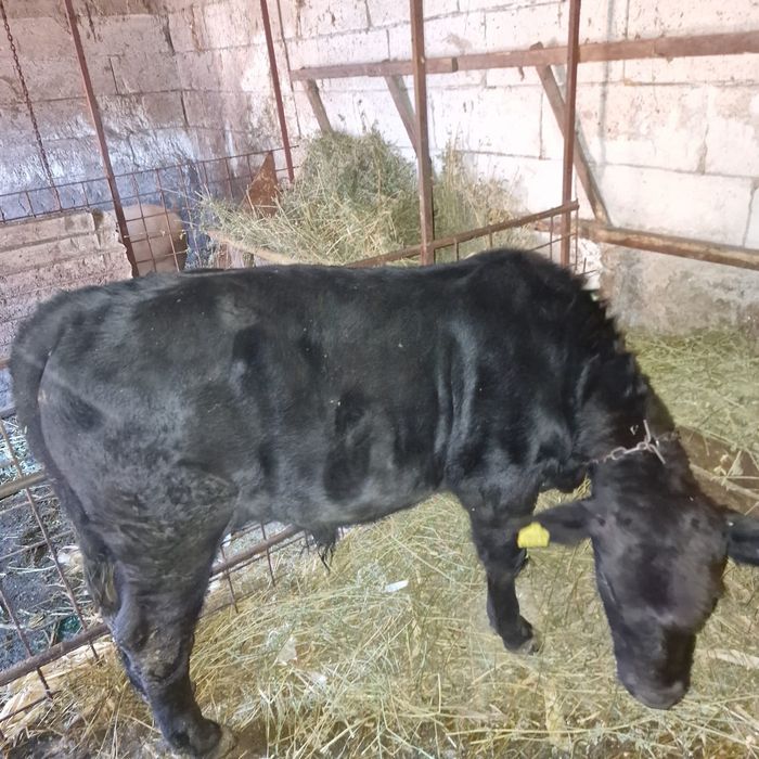 Vițel taur angus