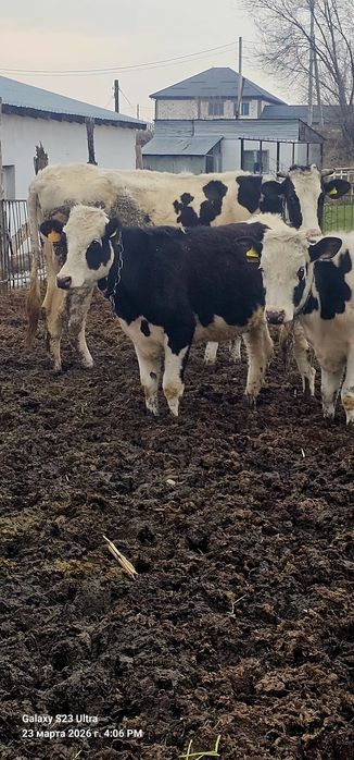 Продаётся Телка и бычок