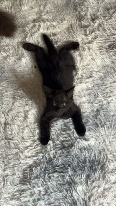 Ищем добрых хозяев для котика