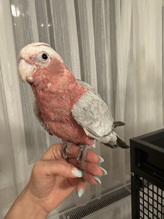 Papagal vorbitor pui Roza Kakadu ( Galah)  crescut la mana