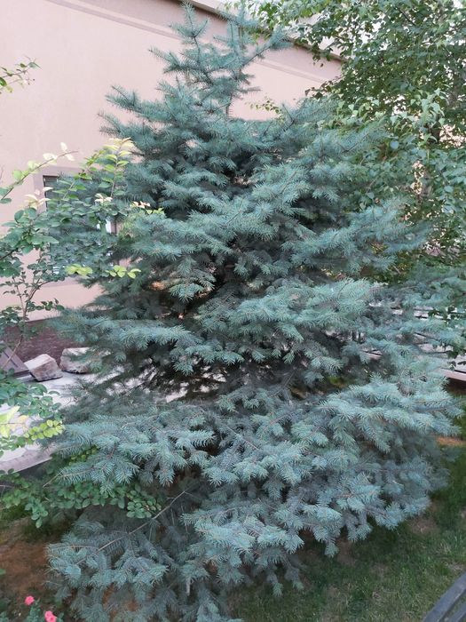 Ёлка Голубая Ель | Archa