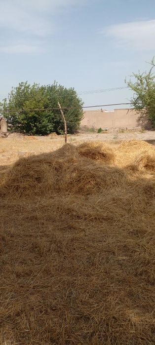 Narxi juda arzon 600 ming sõm