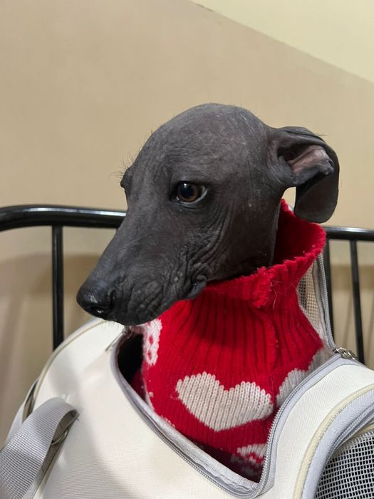 Потерялась собака