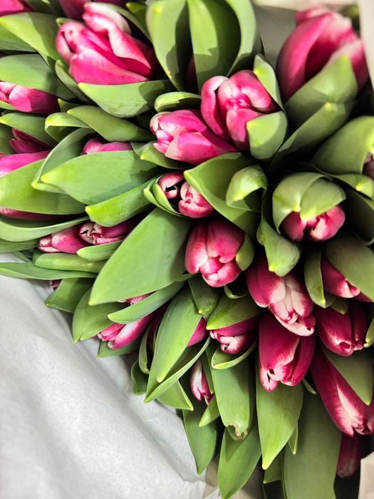 Предзаказ на тюльпаны высшего сорта по 700