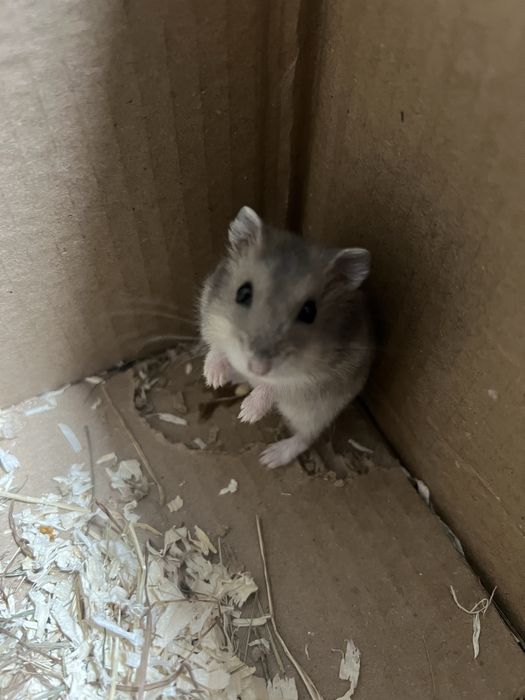 Donez pui de Hamster