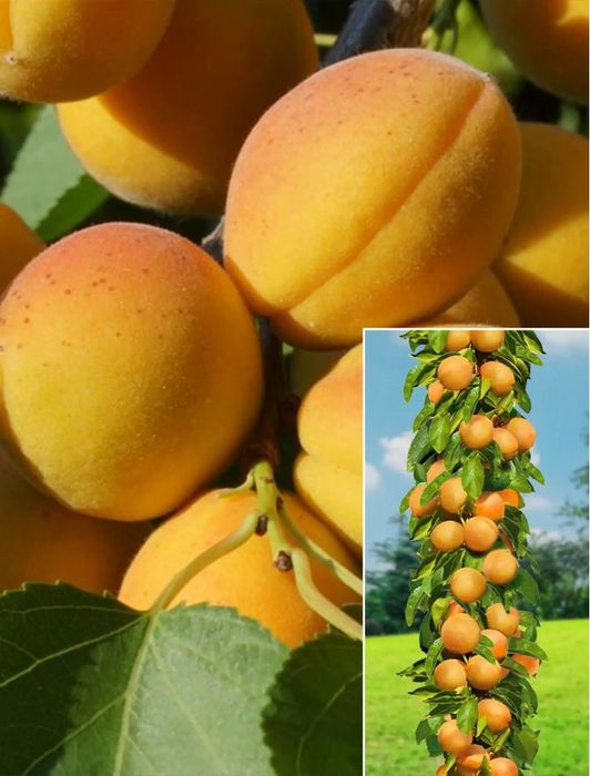 Pomi Fructiferi Columnari (Cais )