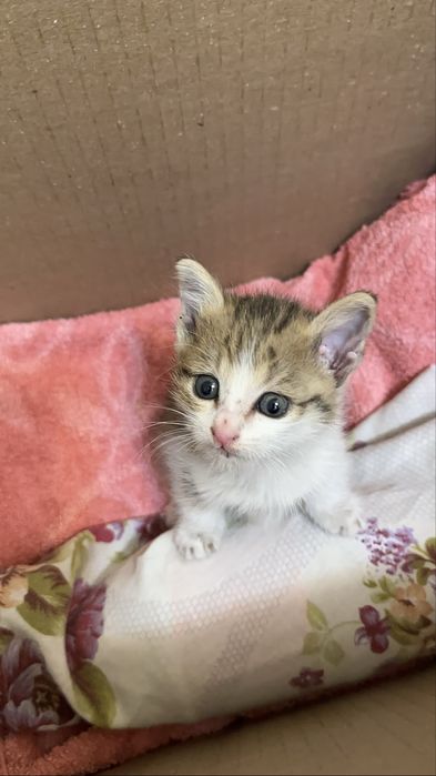 Котенок- девочка