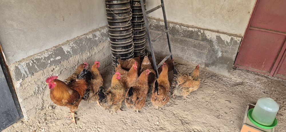 Жұмыртқа. Кучински