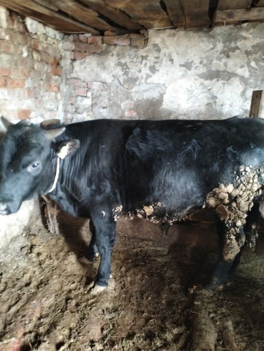 Быки с откорма продаются