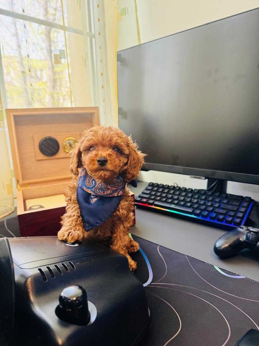 Poodle Toy băiețel 2 luni  Pudel Toy  Caniche Toy  Barbone Toy